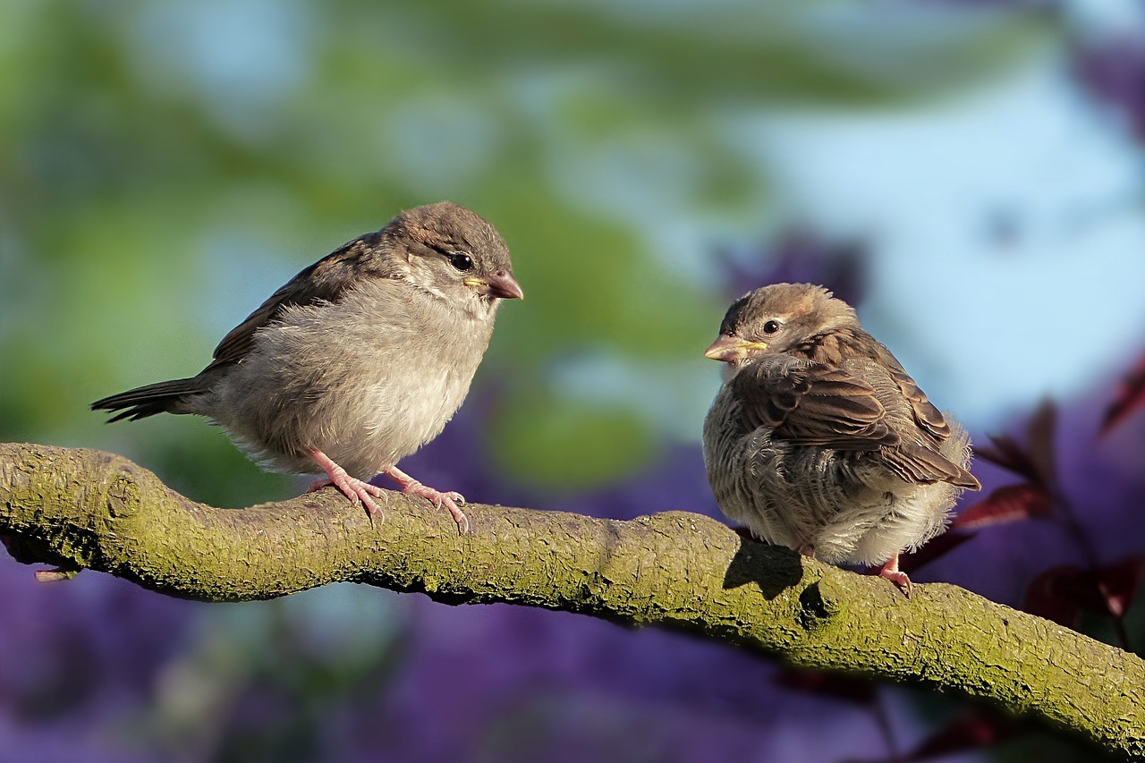 World Sparrow Day